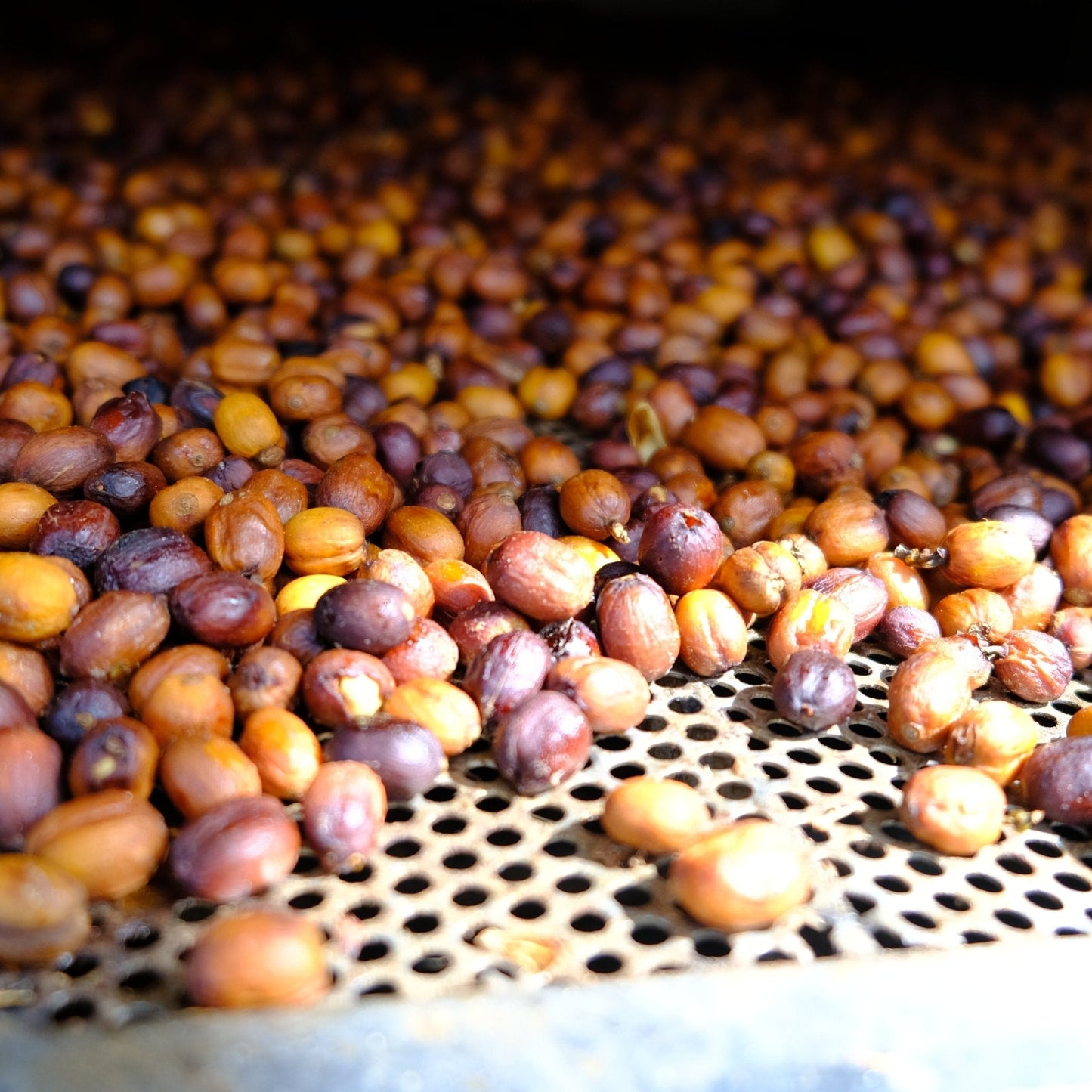 DIEGO BERMUDEZ GESHA