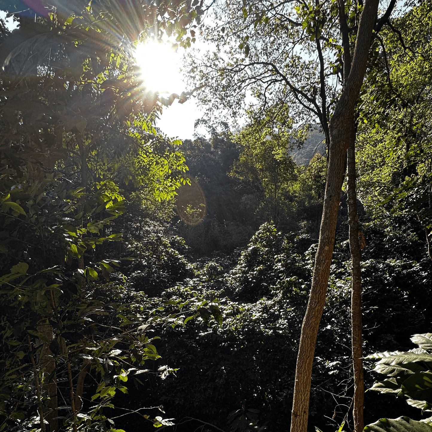 JAROON KHUN LAO NATURAL 10 DAYS