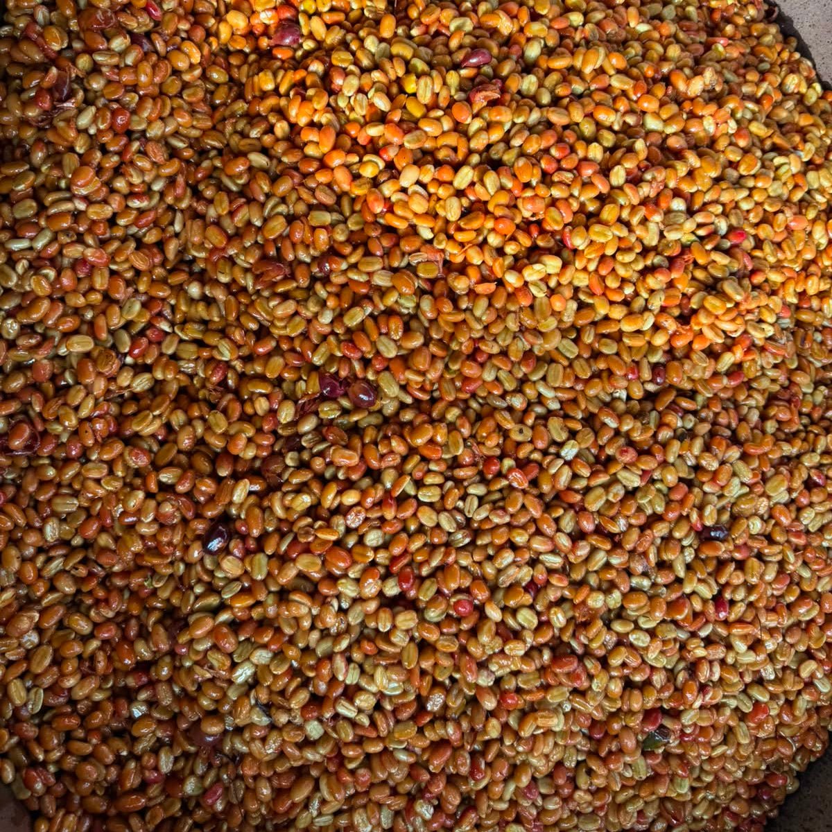 PUTUSHIO TYPICA MEJORADO WASHED