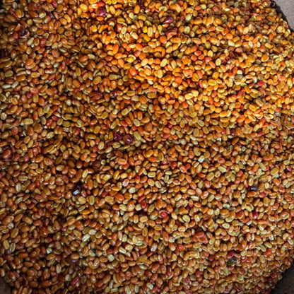 PUTUSHIO TYPICA MEJORADO WASHED