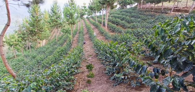 Shipago Geisha ESPRESSO