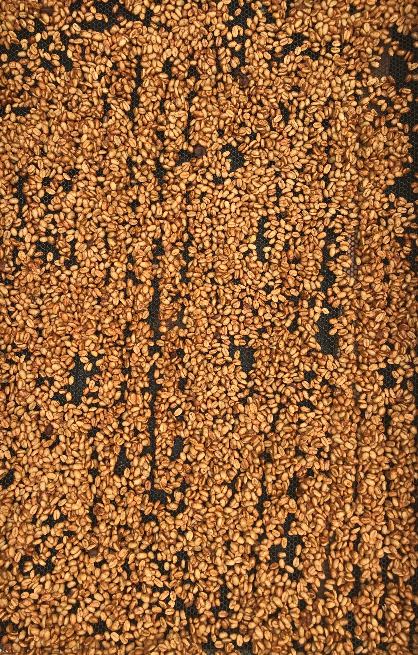 Sebastian Ramirez El Placer - CM White Honey + Yeast Gesha - Colombia - Brian Quan Collab